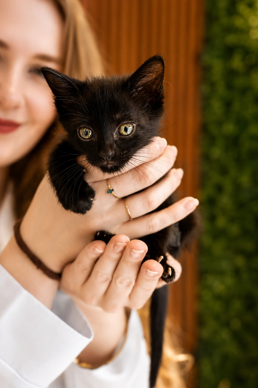 Atuação - Oftalmologia Veterinária em Florianópolis - Isabella Guzatti