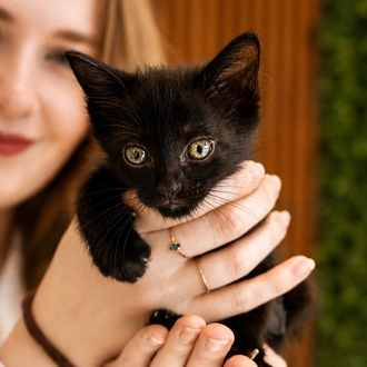Sobre - Oftalmologia Veterinária em Florianópolis - Isabella Guzatti
