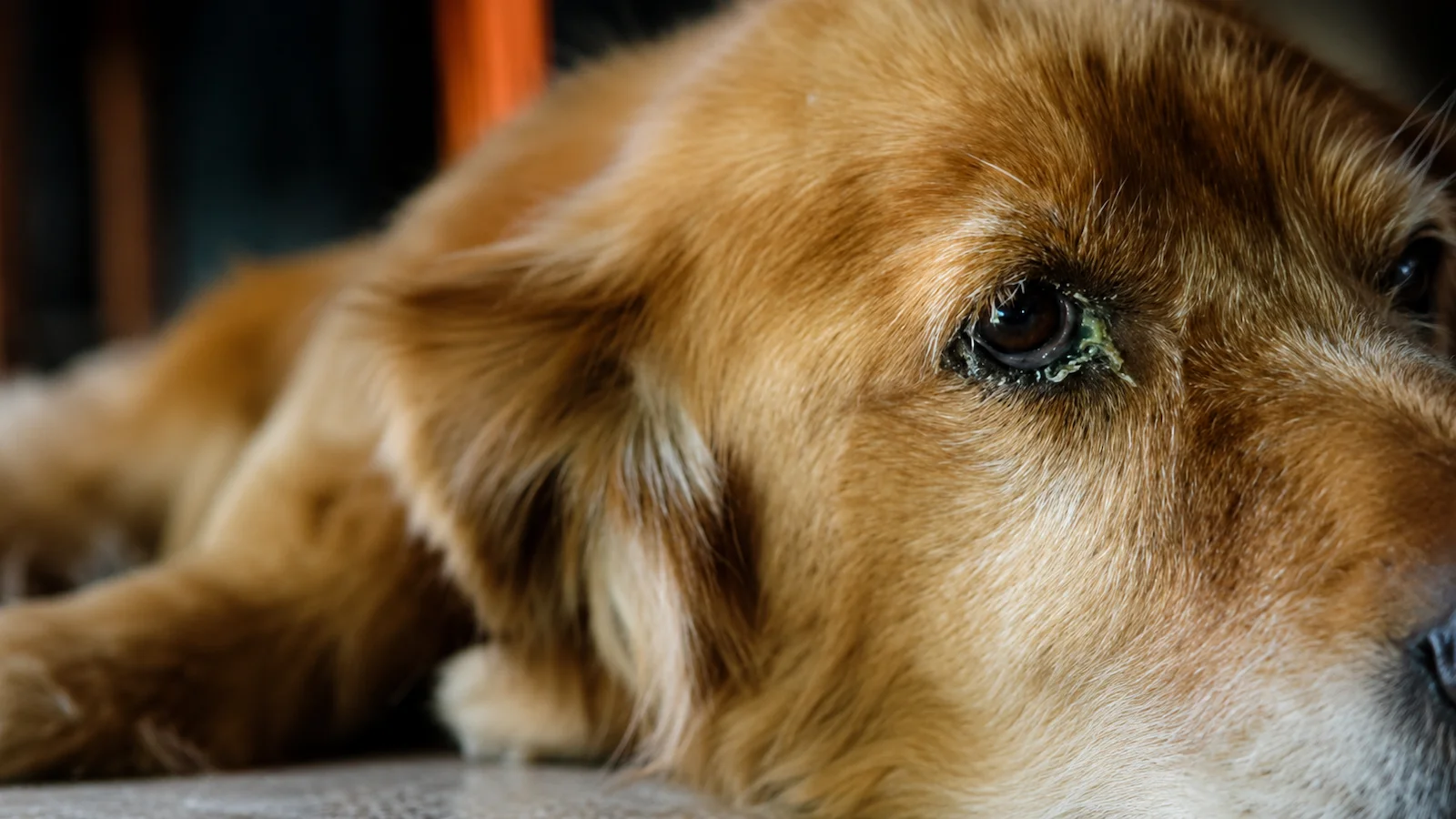 Post - Avaliação de secreção no olho de cachorro em Florianópolis. - Isabella Guzzatti